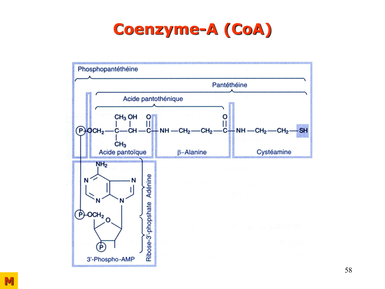 Enzymes II — régulation et coenzymes page 58