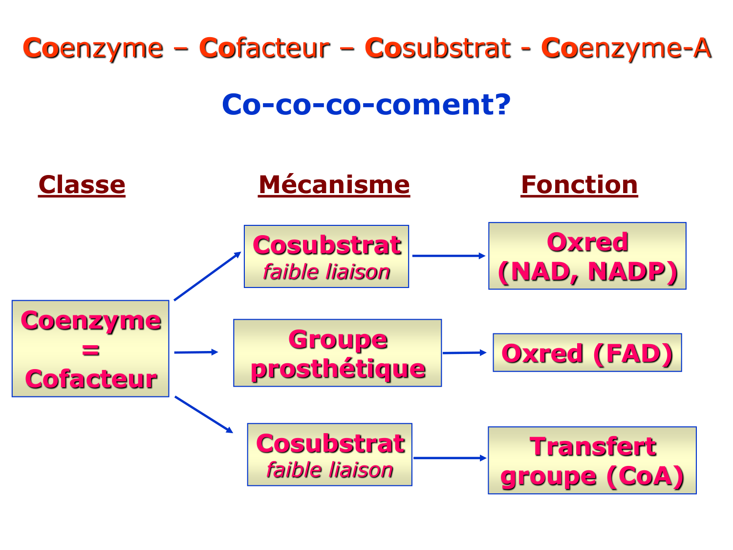 Enzymes II — régulation et coenzymes page 60