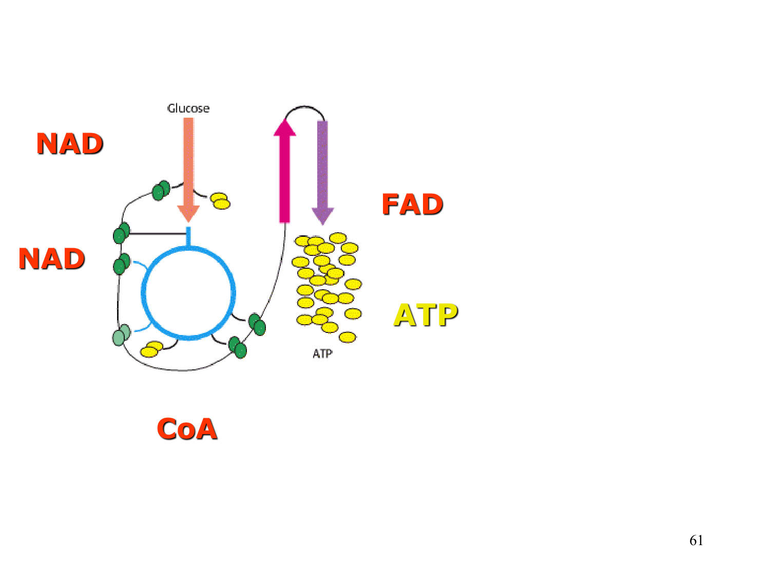 Enzymes II — régulation et coenzymes page 61