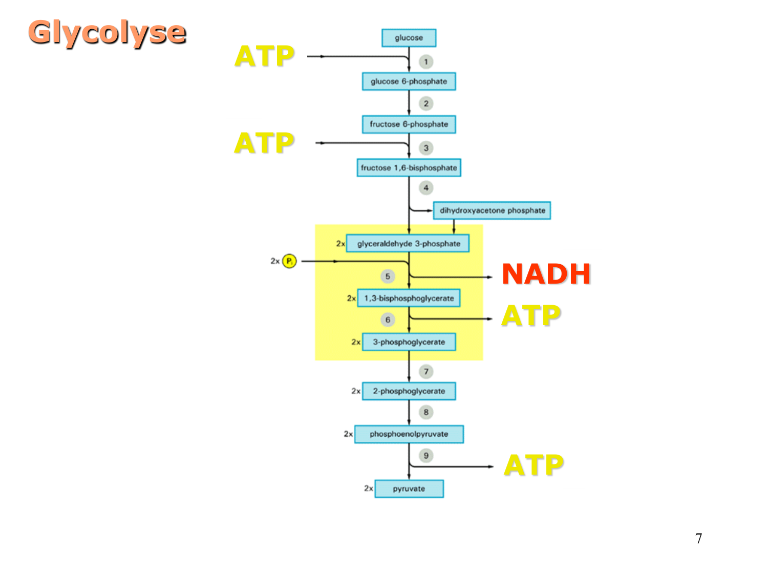 Glycolyse page 7