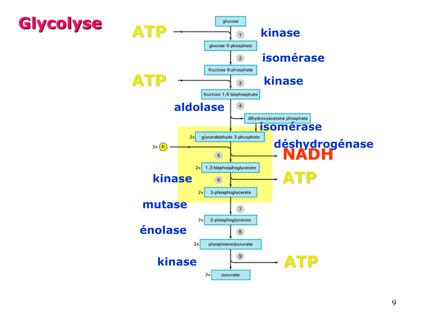Glycolyse page 9