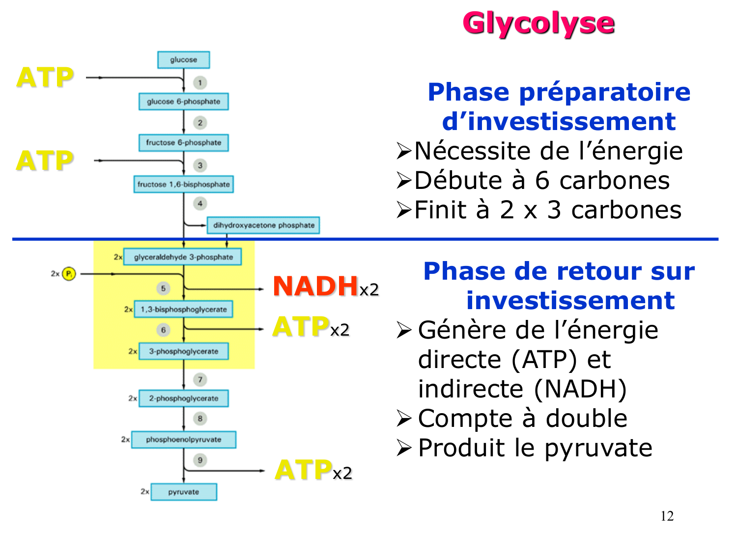 Glycolyse page 12