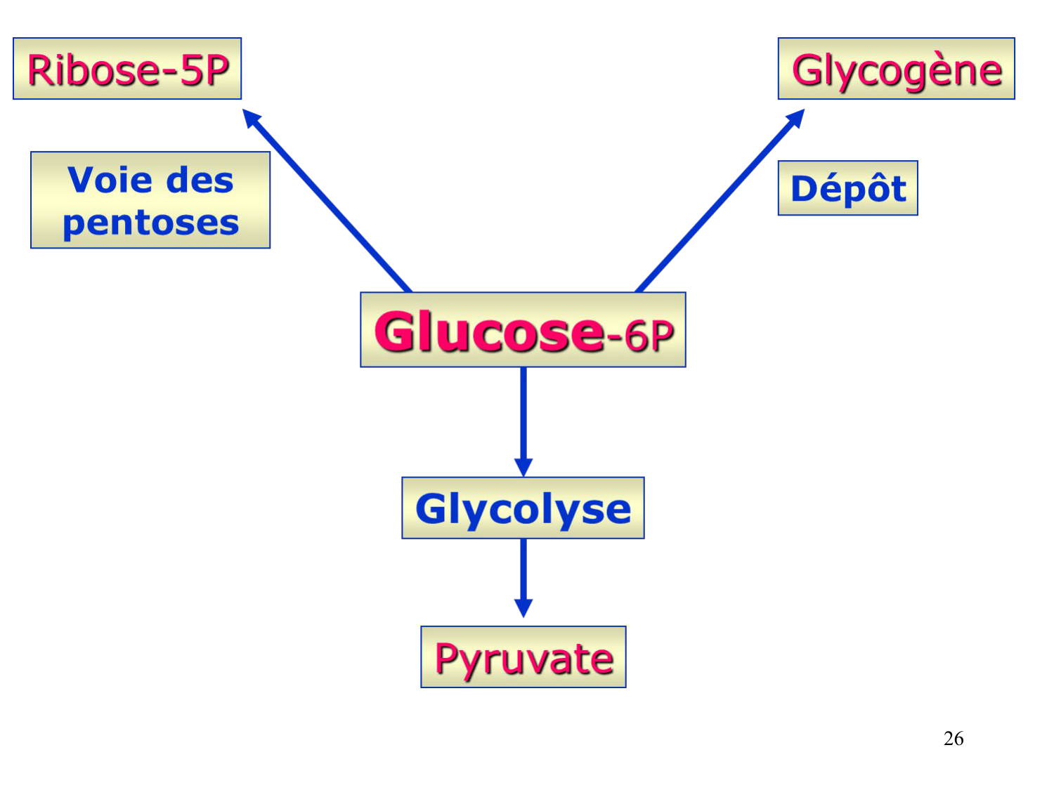 Glycolyse page 26