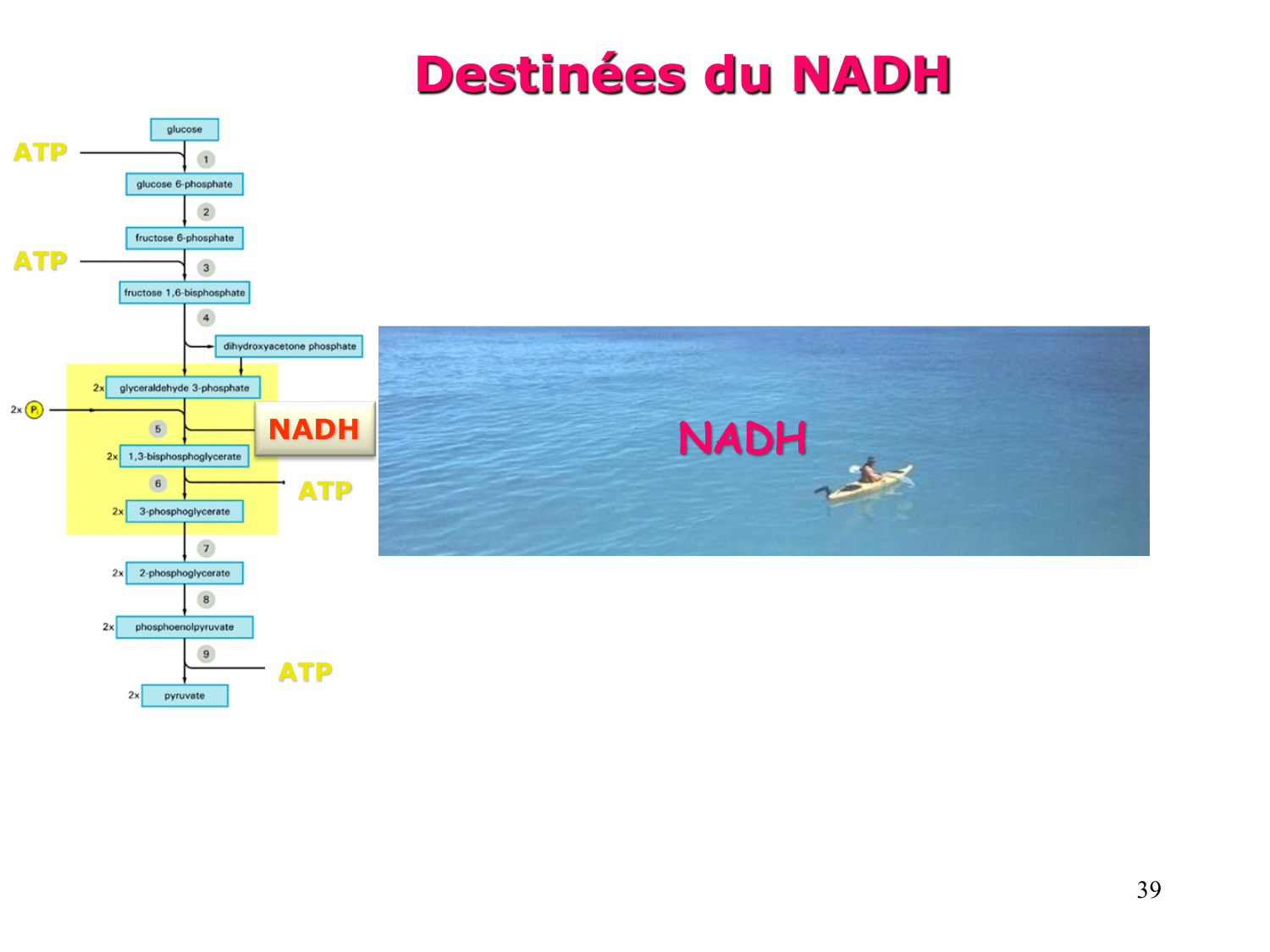 Glycolyse page 39