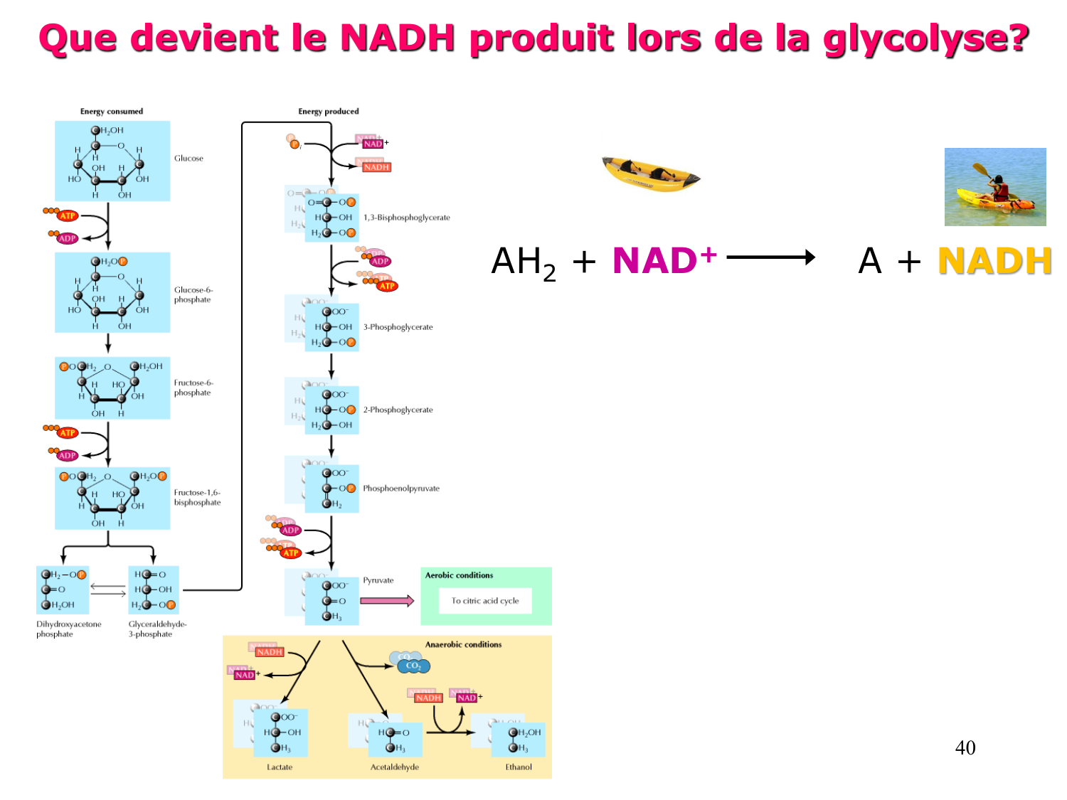 Glycolyse page 40