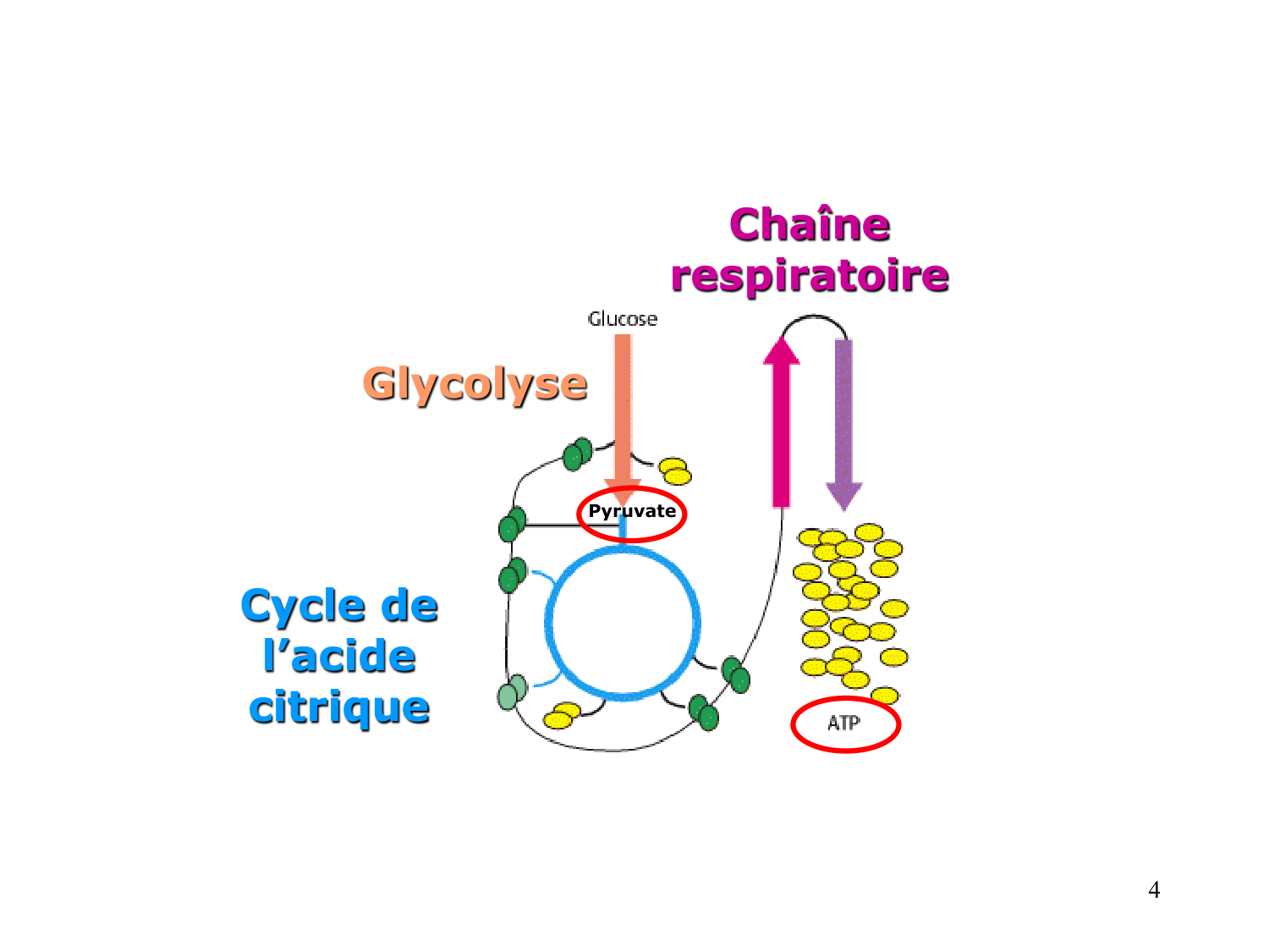 Cycle de l’acide citrique et chaîne respiratoire page 4