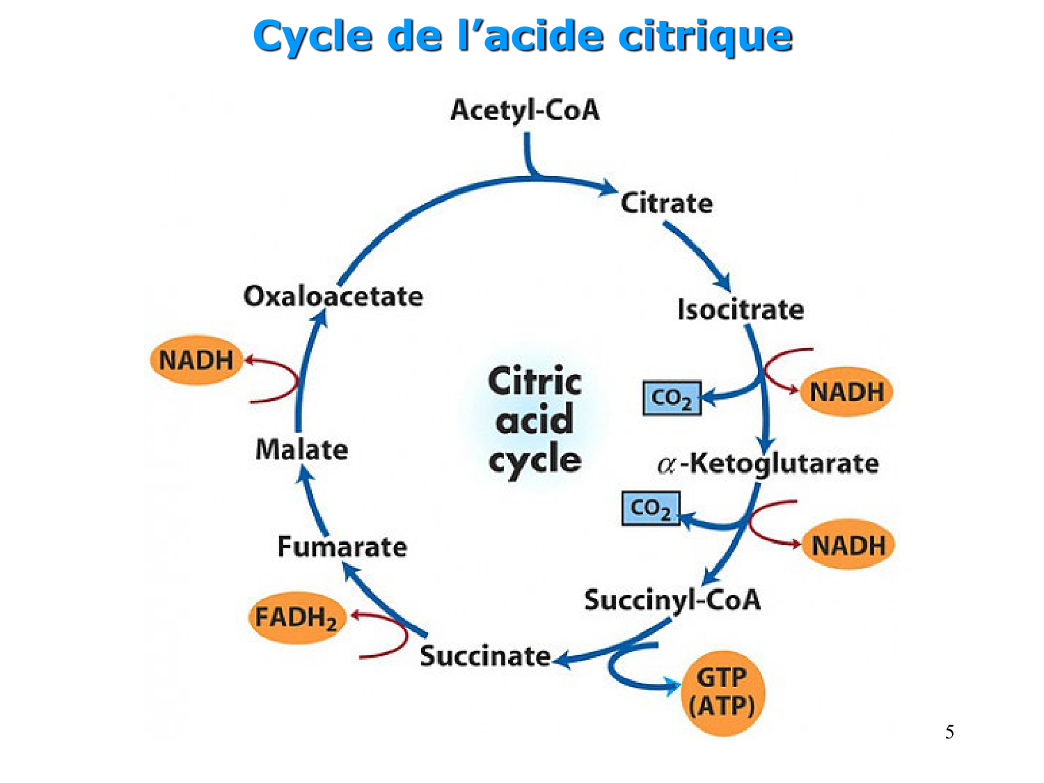 Cycle de l’acide citrique et chaîne respiratoire page 5