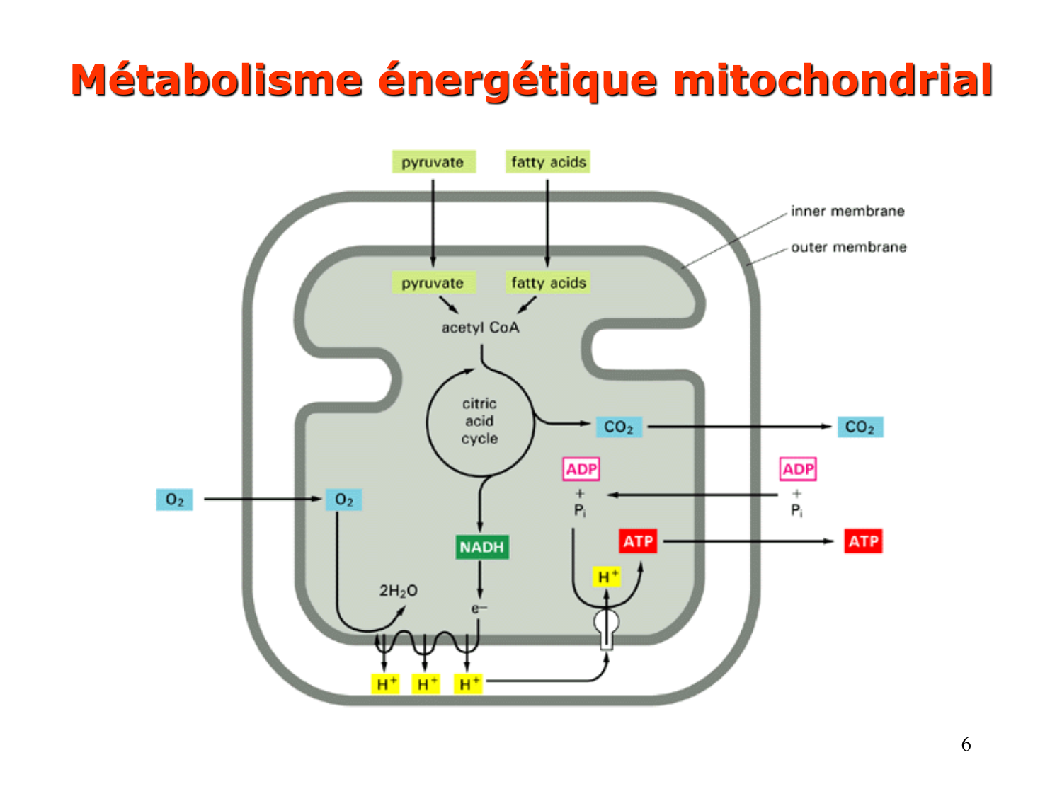 Cycle de l’acide citrique et chaîne respiratoire page 6