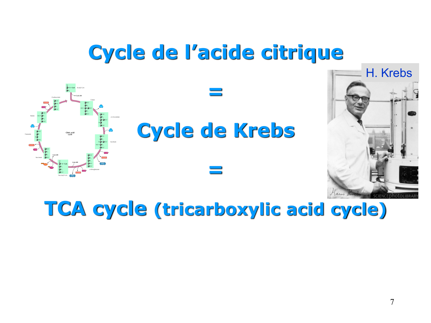 Cycle de l’acide citrique et chaîne respiratoire page 7