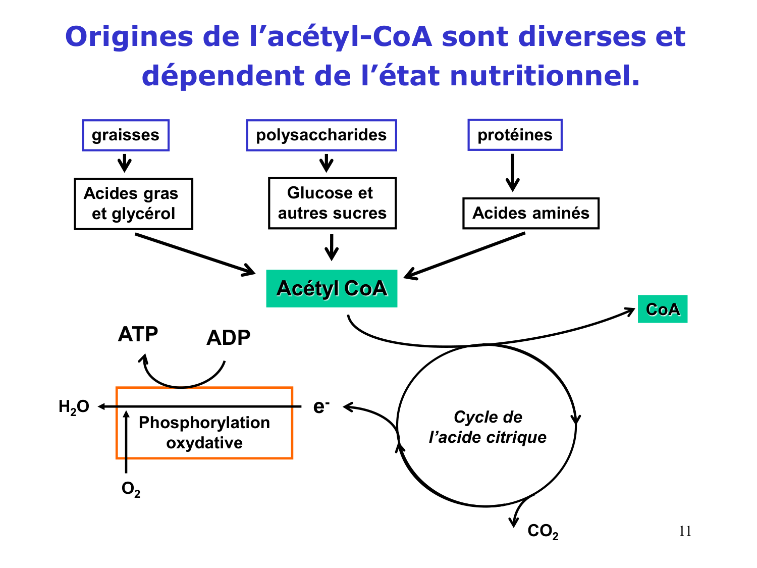 Cycle de l’acide citrique et chaîne respiratoire page 11