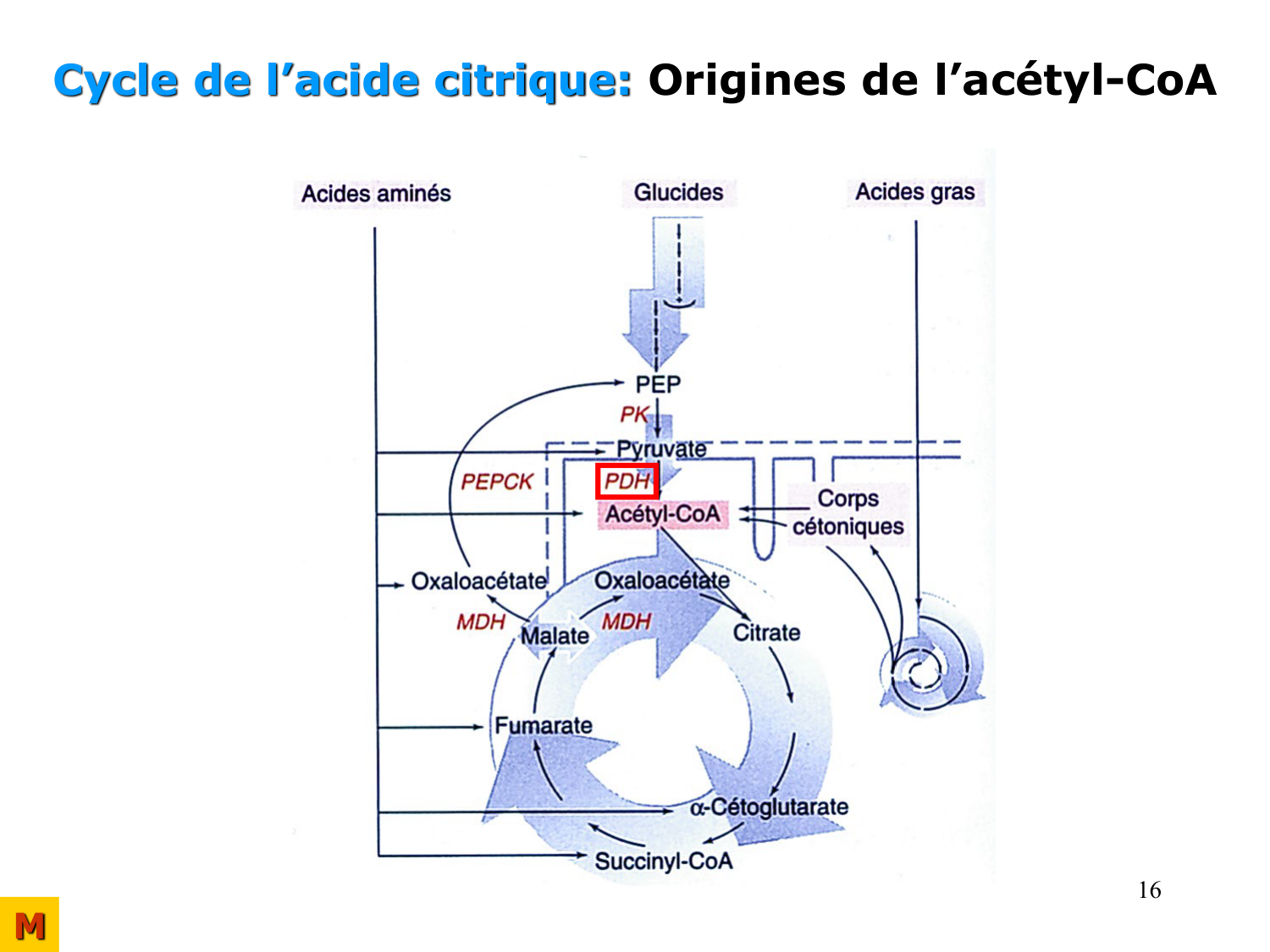 Cycle de l’acide citrique et chaîne respiratoire page 16