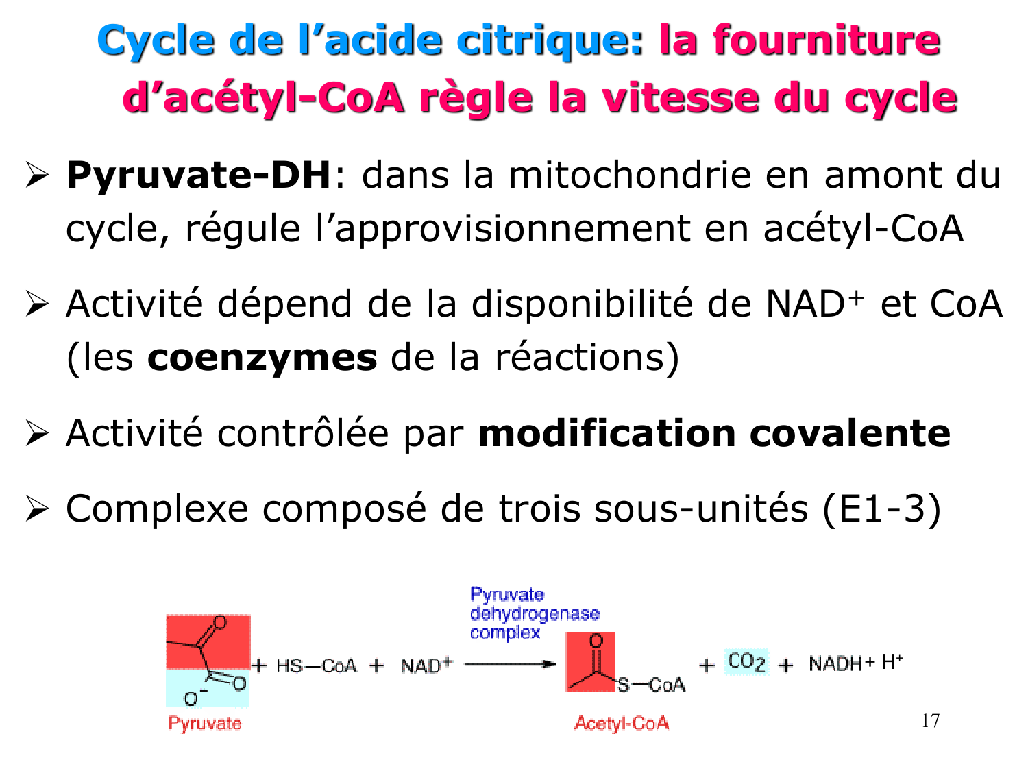 Cycle de l’acide citrique et chaîne respiratoire page 17
