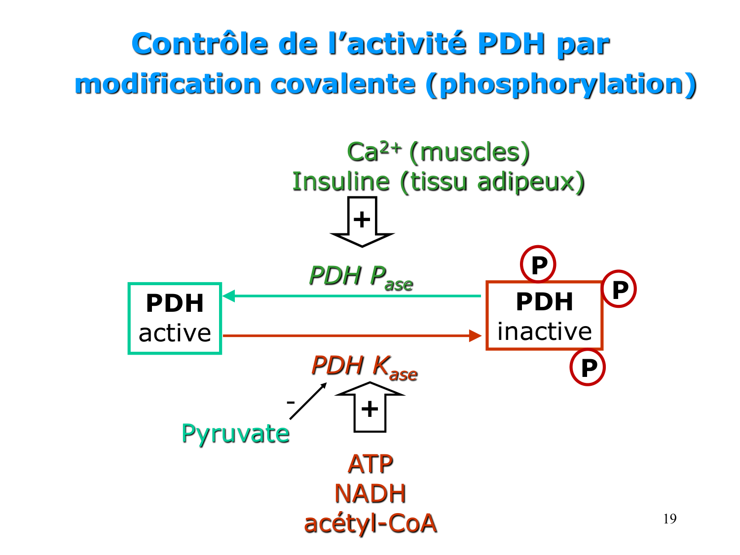 Cycle de l’acide citrique et chaîne respiratoire page 19
