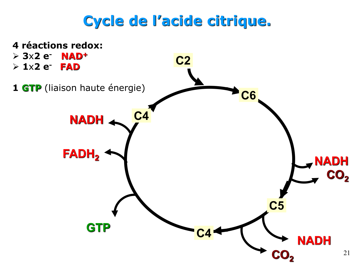 Cycle de l’acide citrique et chaîne respiratoire page 21