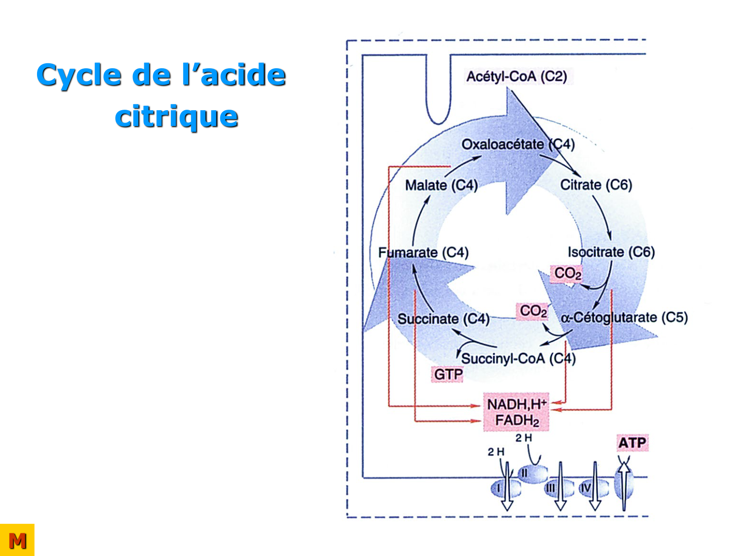 Cycle de l’acide citrique et chaîne respiratoire page 22
