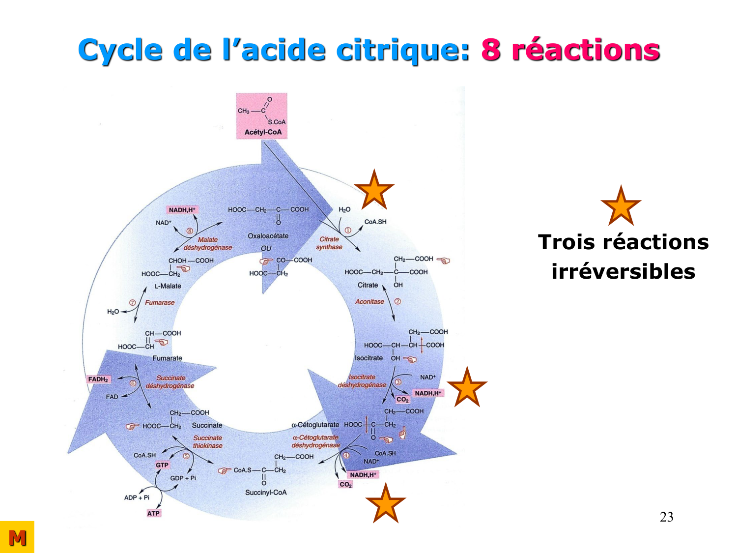 Cycle de l’acide citrique et chaîne respiratoire page 23