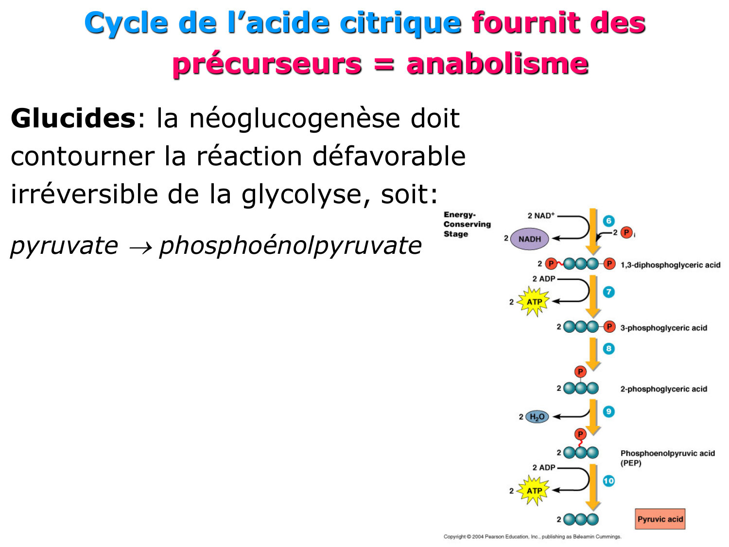 Cycle de l’acide citrique et chaîne respiratoire page 28