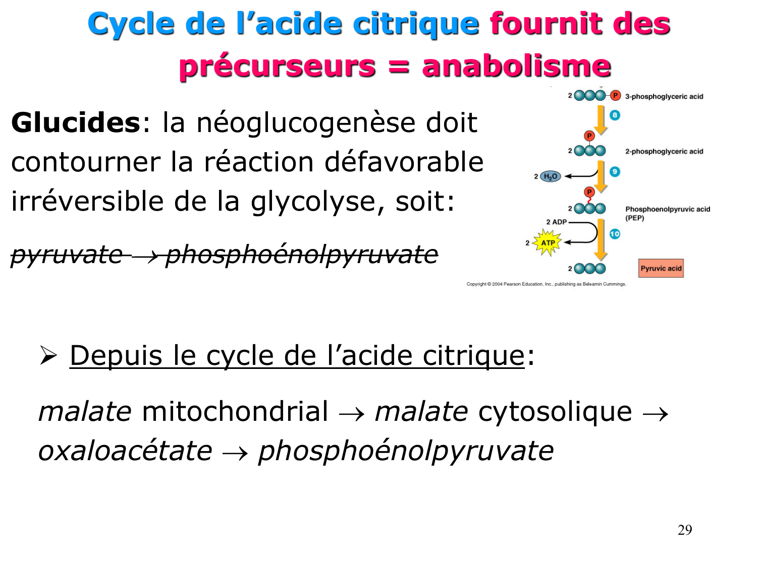 Cycle de l’acide citrique et chaîne respiratoire page 29