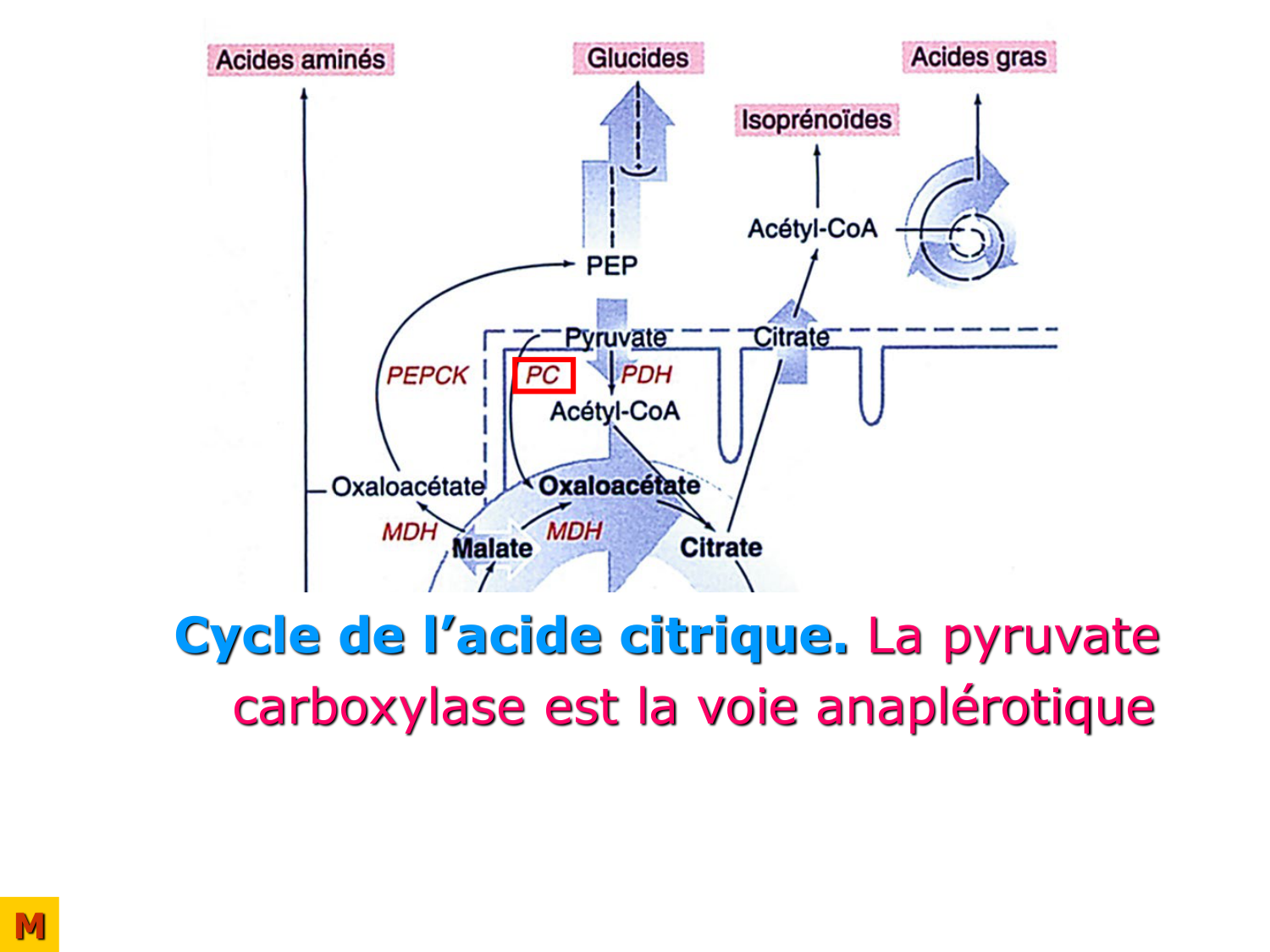 Cycle de l’acide citrique et chaîne respiratoire page 32