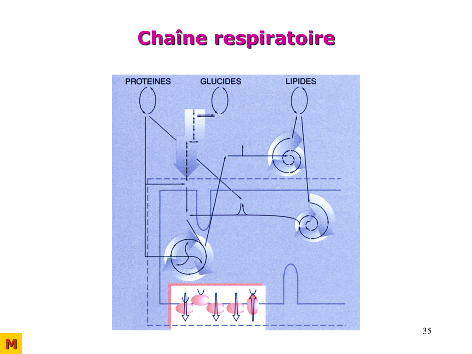Cycle de l’acide citrique et chaîne respiratoire page 35