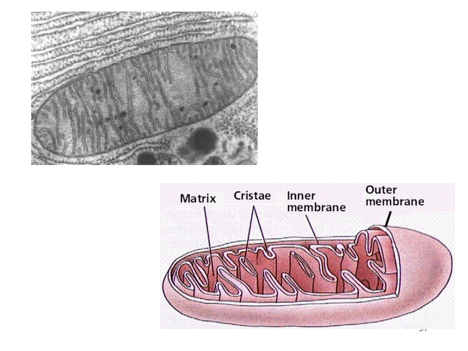 Cycle de l’acide citrique et chaîne respiratoire page 37
