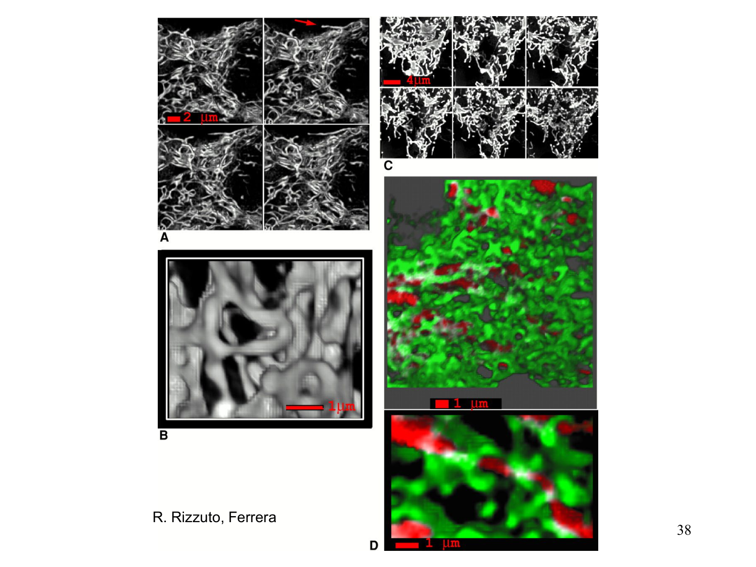 Cycle de l’acide citrique et chaîne respiratoire page 38