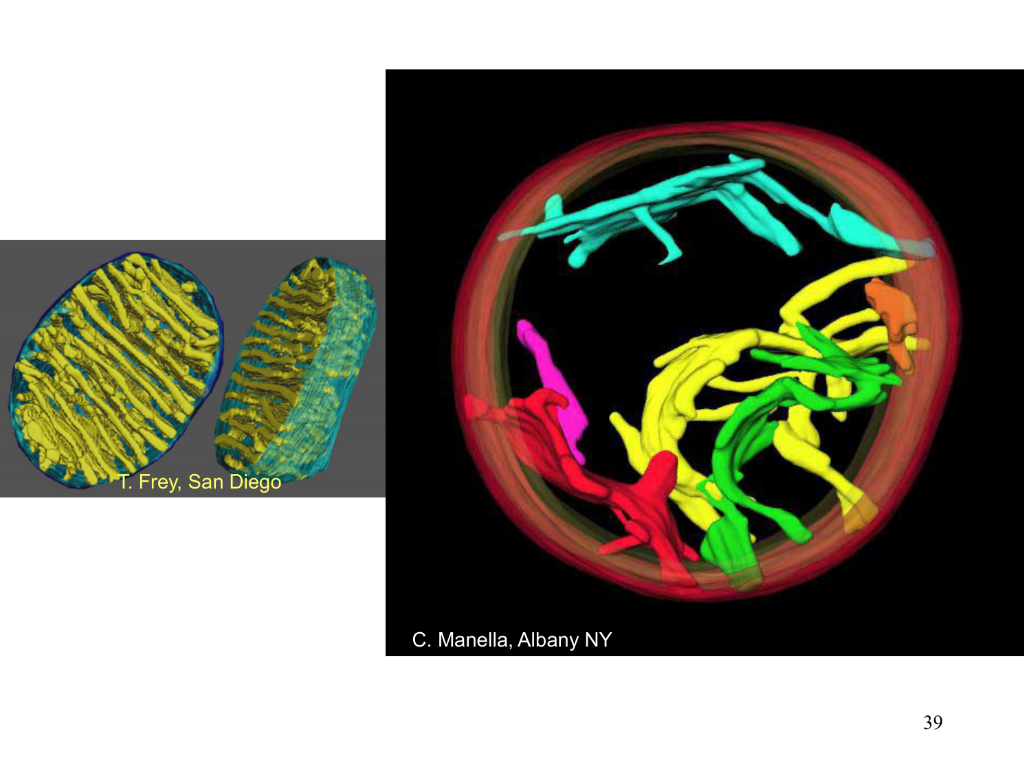 Cycle de l’acide citrique et chaîne respiratoire page 39