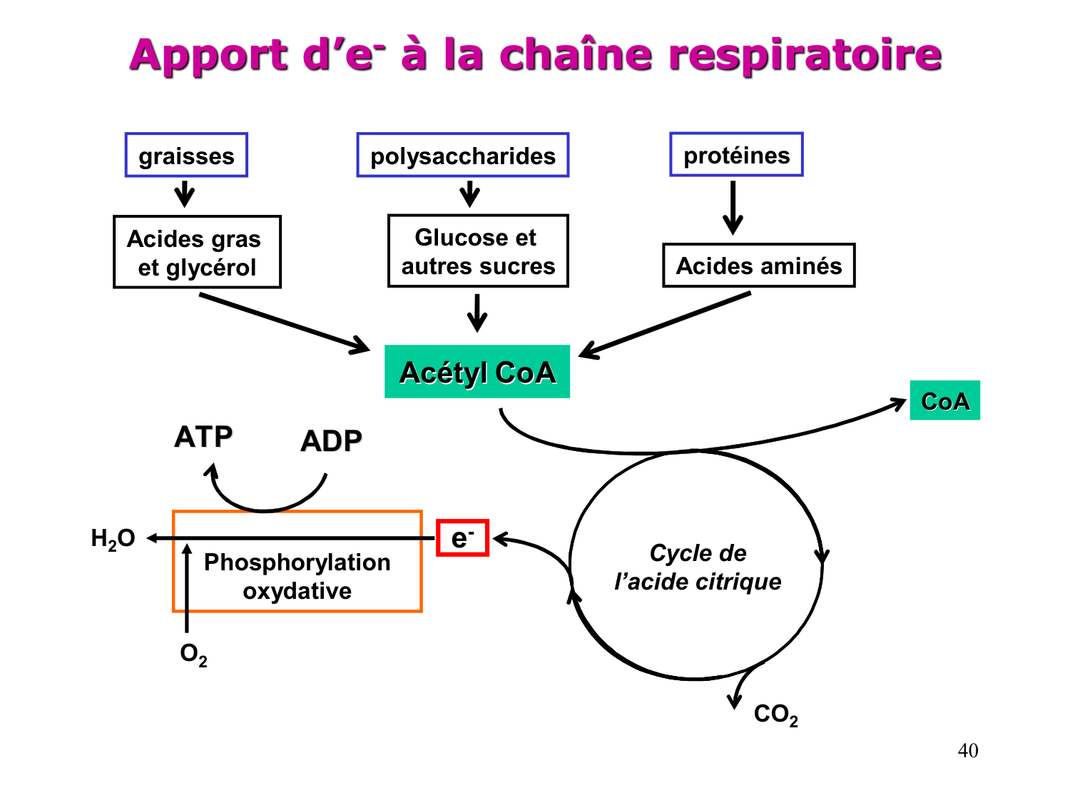 Cycle de l’acide citrique et chaîne respiratoire page 40