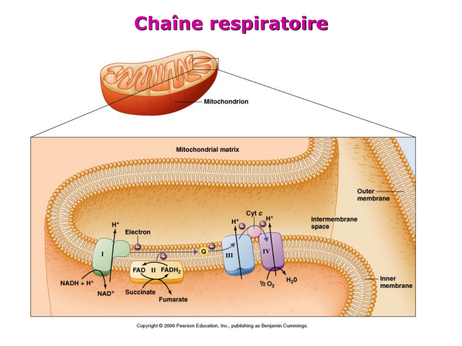 Cycle de l’acide citrique et chaîne respiratoire page 42