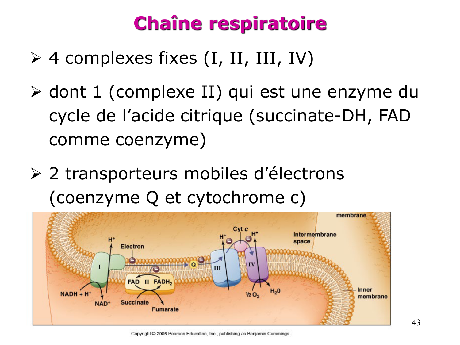 Cycle de l’acide citrique et chaîne respiratoire page 43