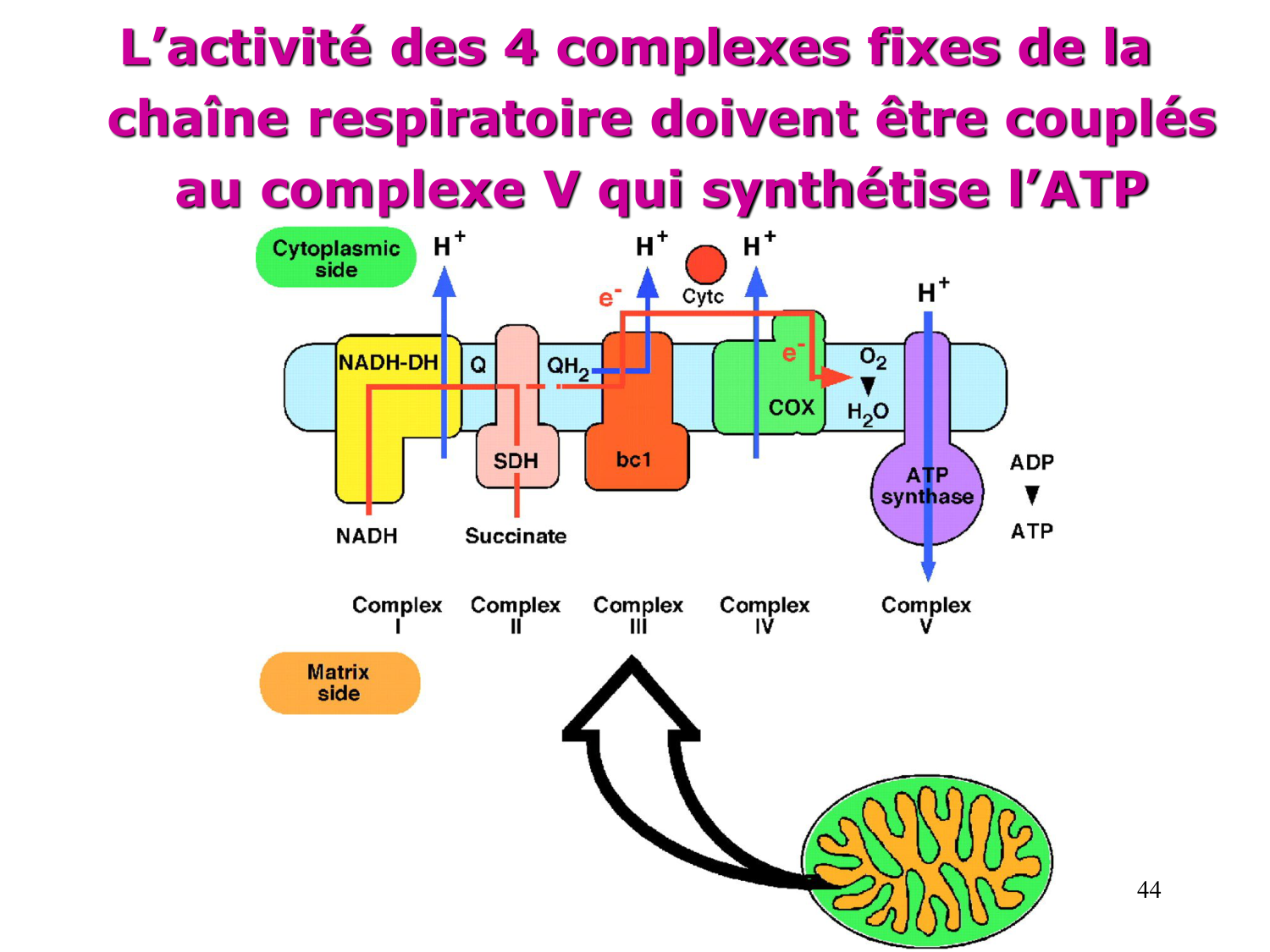 Cycle de l’acide citrique et chaîne respiratoire page 44