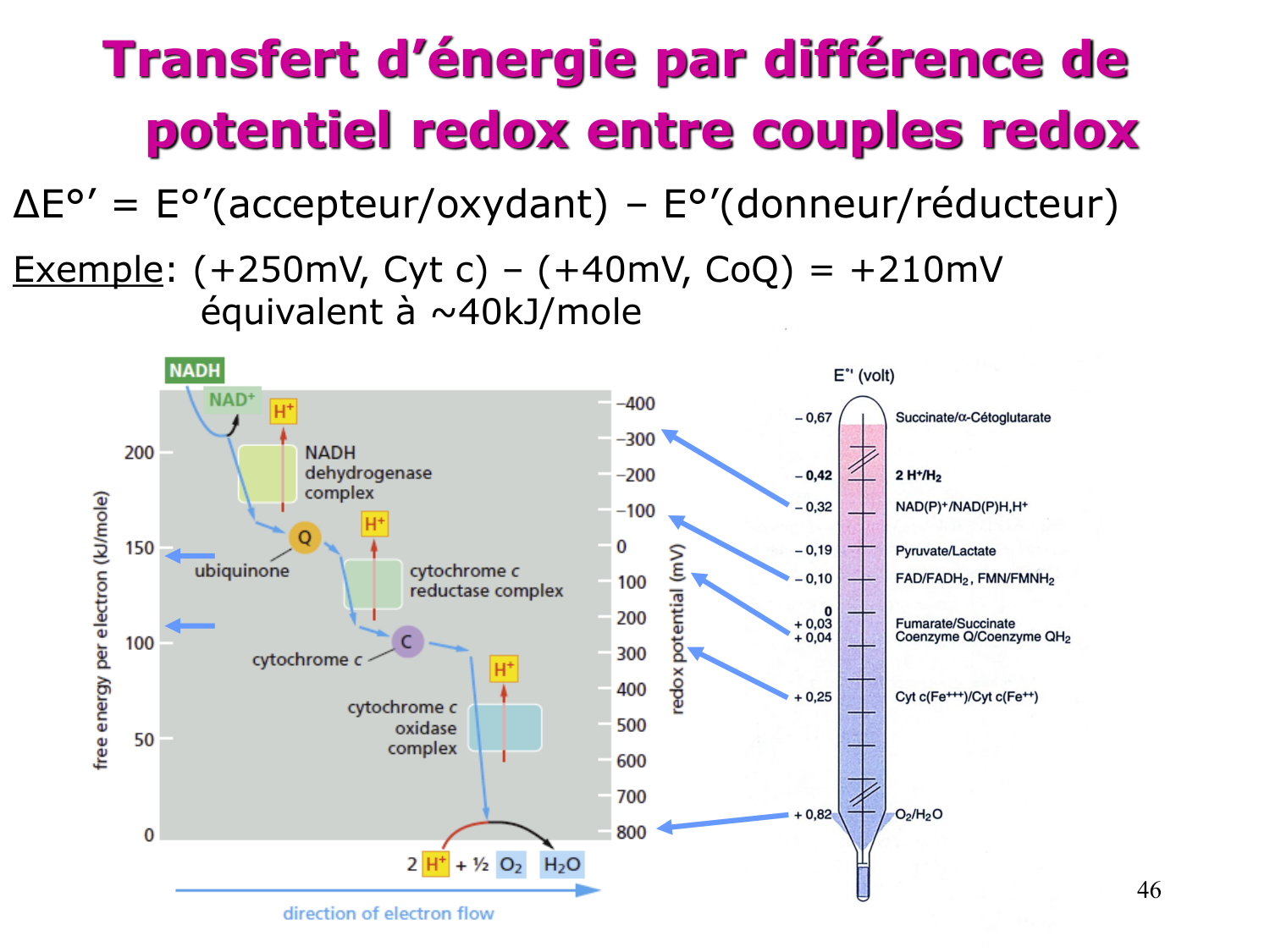 Cycle de l’acide citrique et chaîne respiratoire page 46