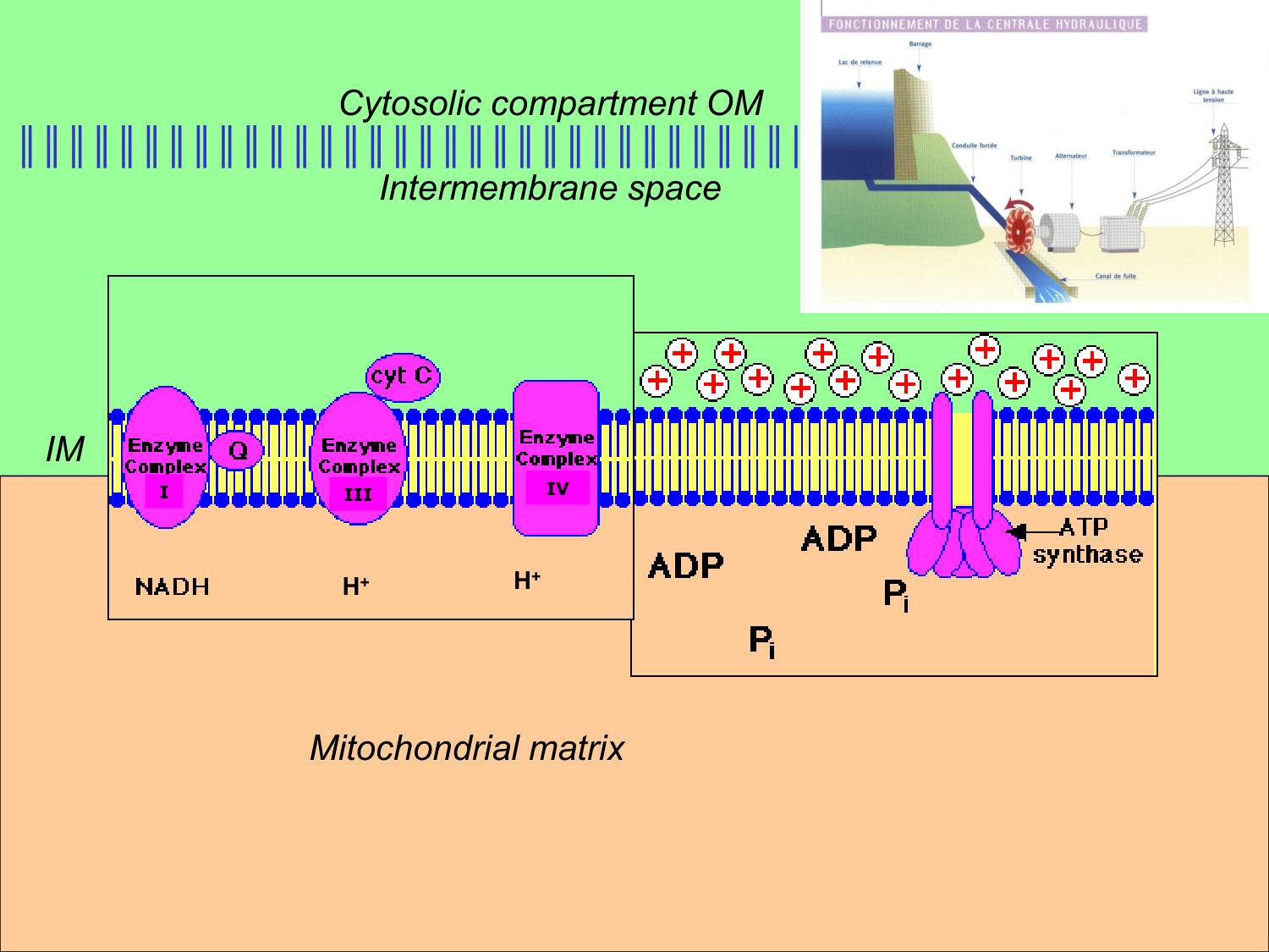 Cycle de l’acide citrique et chaîne respiratoire page 47