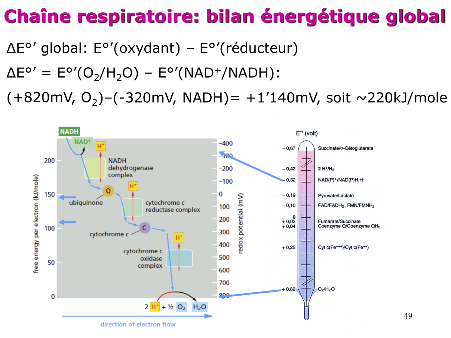 Cycle de l’acide citrique et chaîne respiratoire page 49