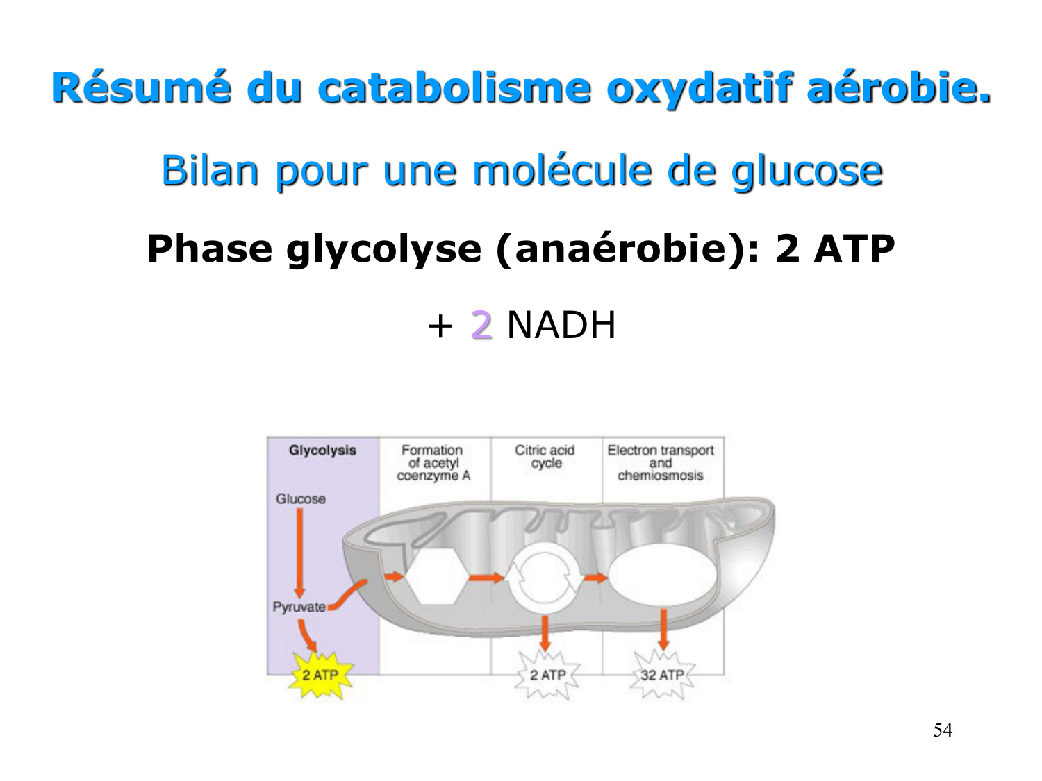 Cycle de l’acide citrique et chaîne respiratoire page 54