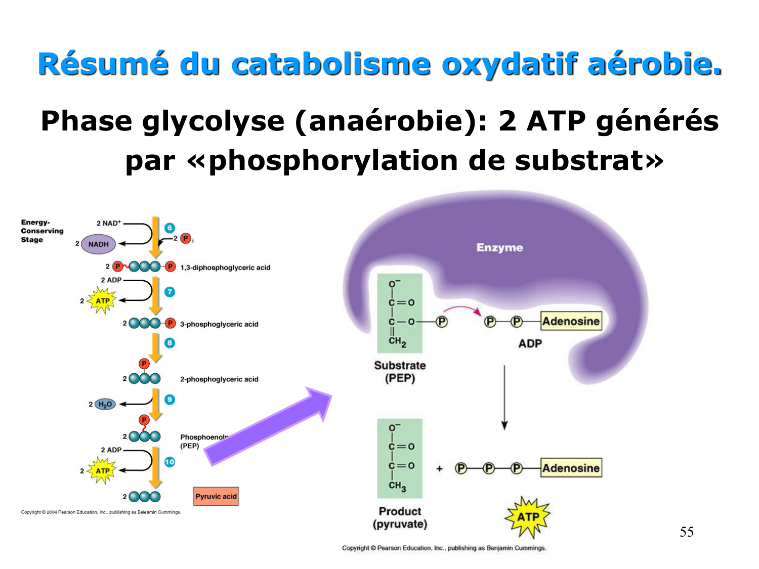 Cycle de l’acide citrique et chaîne respiratoire page 55