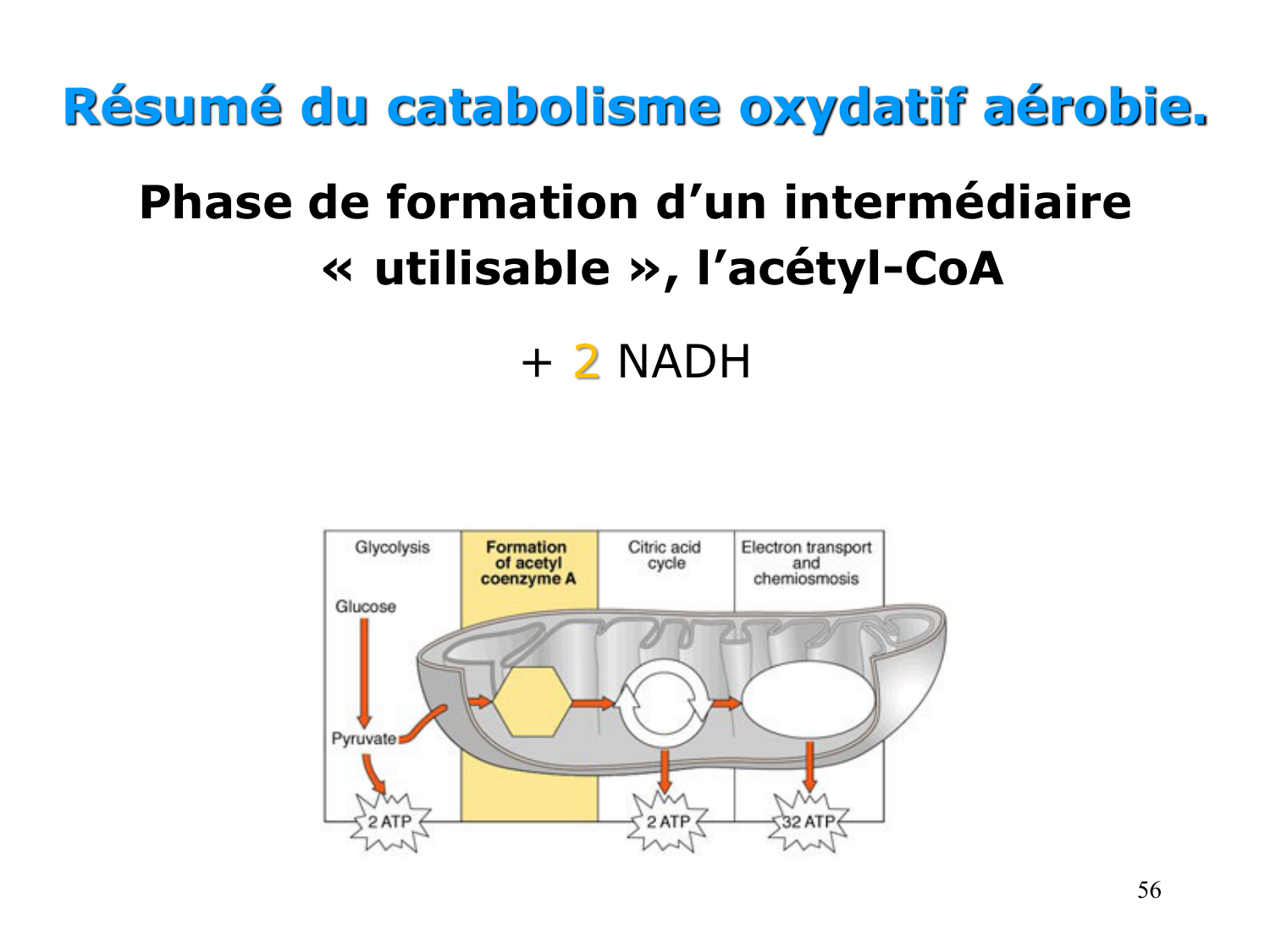 Cycle de l’acide citrique et chaîne respiratoire page 56