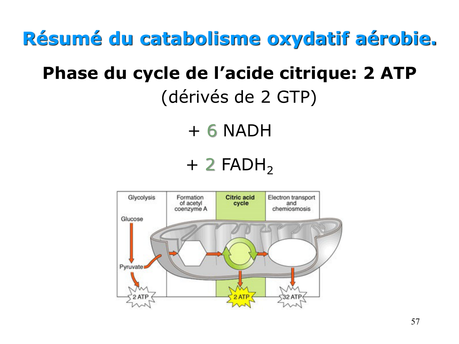 Cycle de l’acide citrique et chaîne respiratoire page 57
