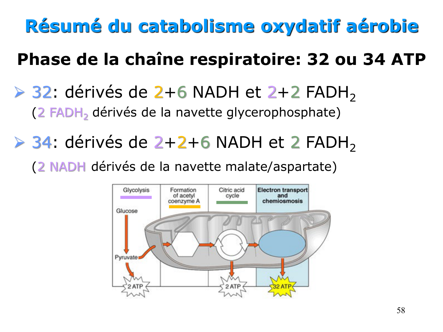 Cycle de l’acide citrique et chaîne respiratoire page 58