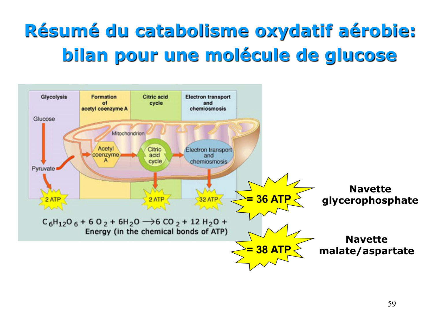 Cycle de l’acide citrique et chaîne respiratoire page 59
