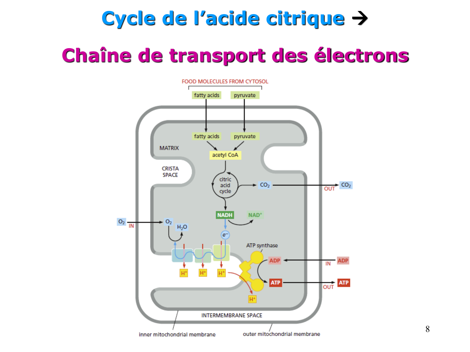 Adaptation métabolique page 8