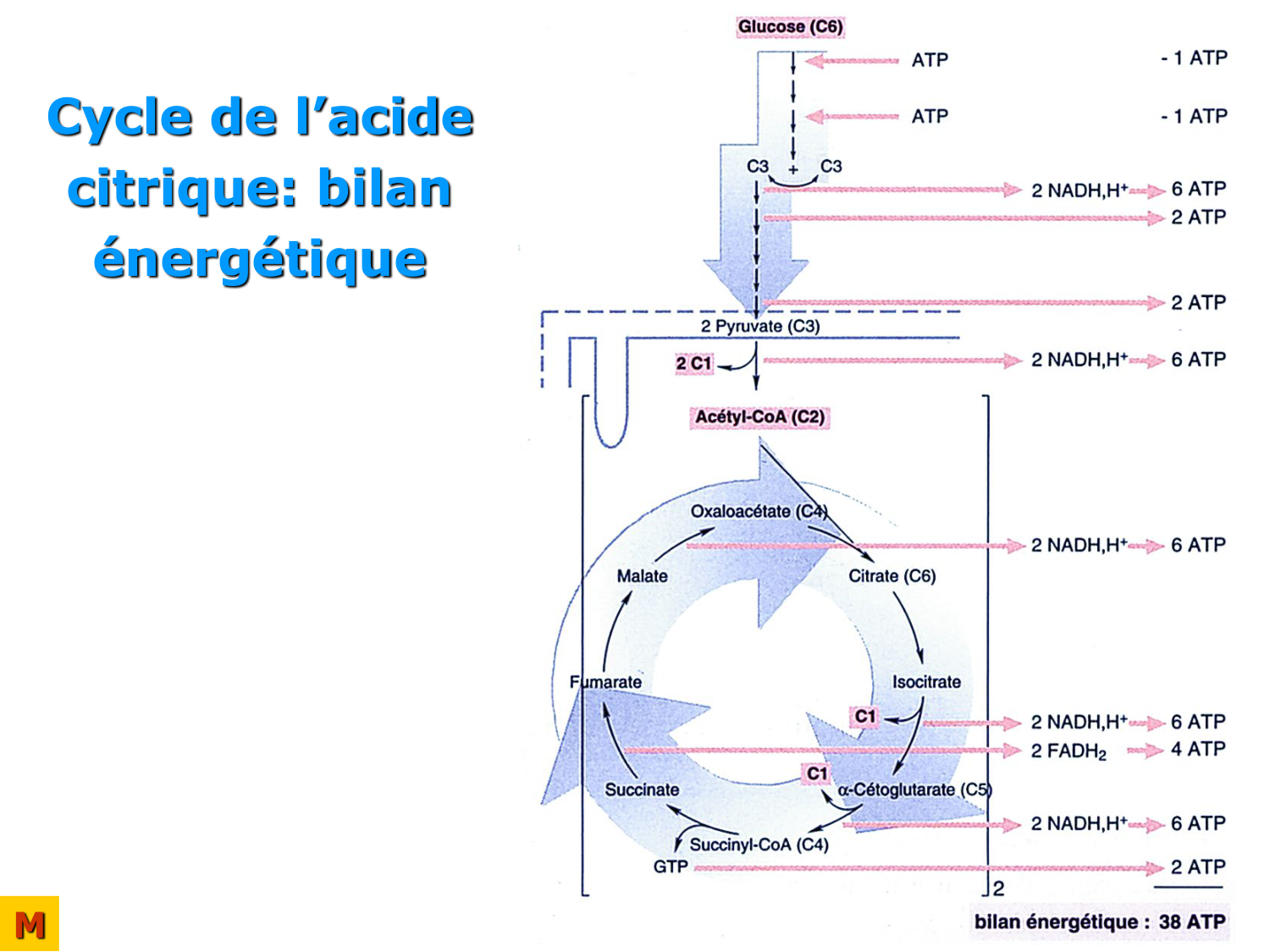 Adaptation métabolique page 10