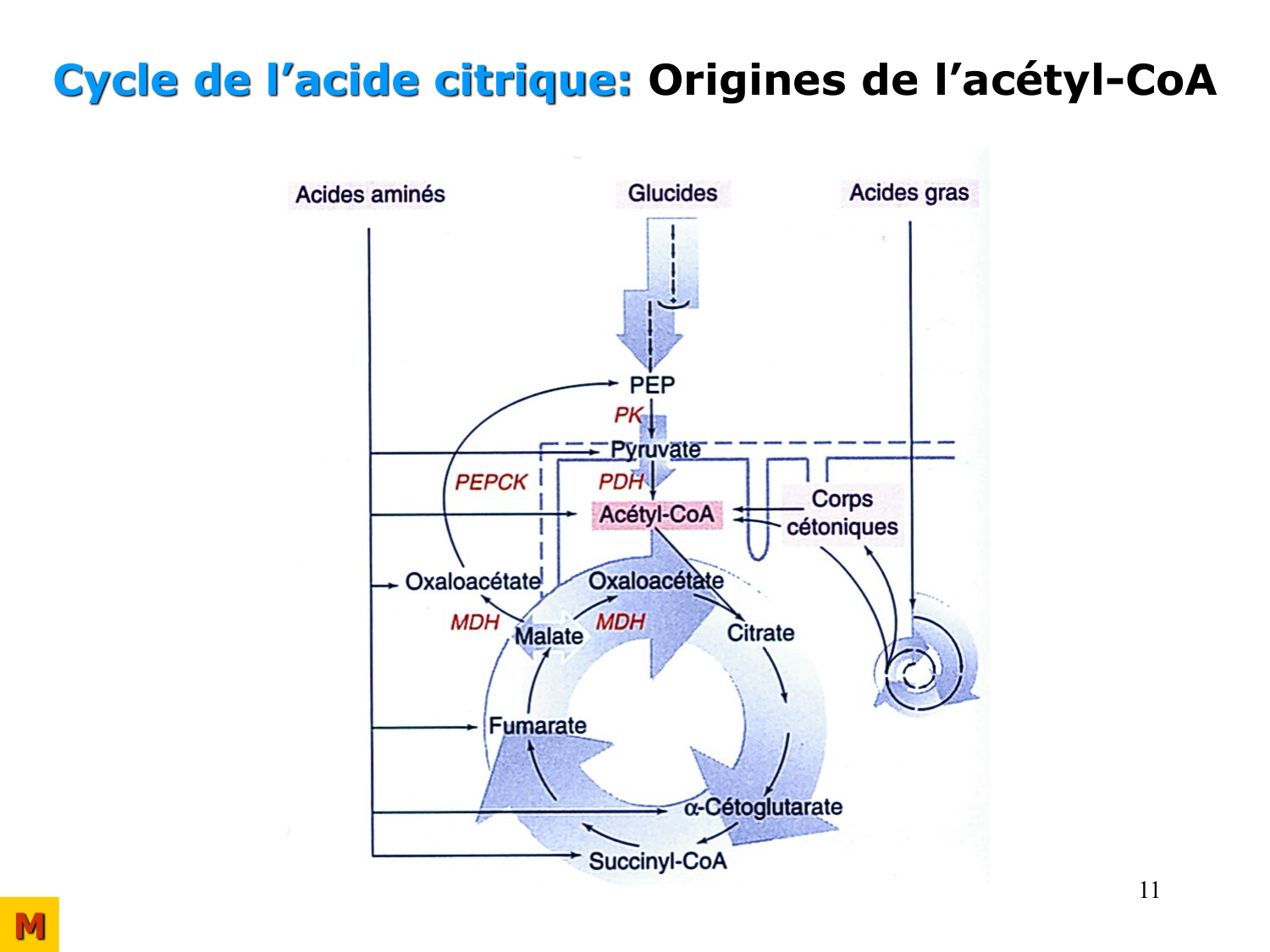 Adaptation métabolique page 11