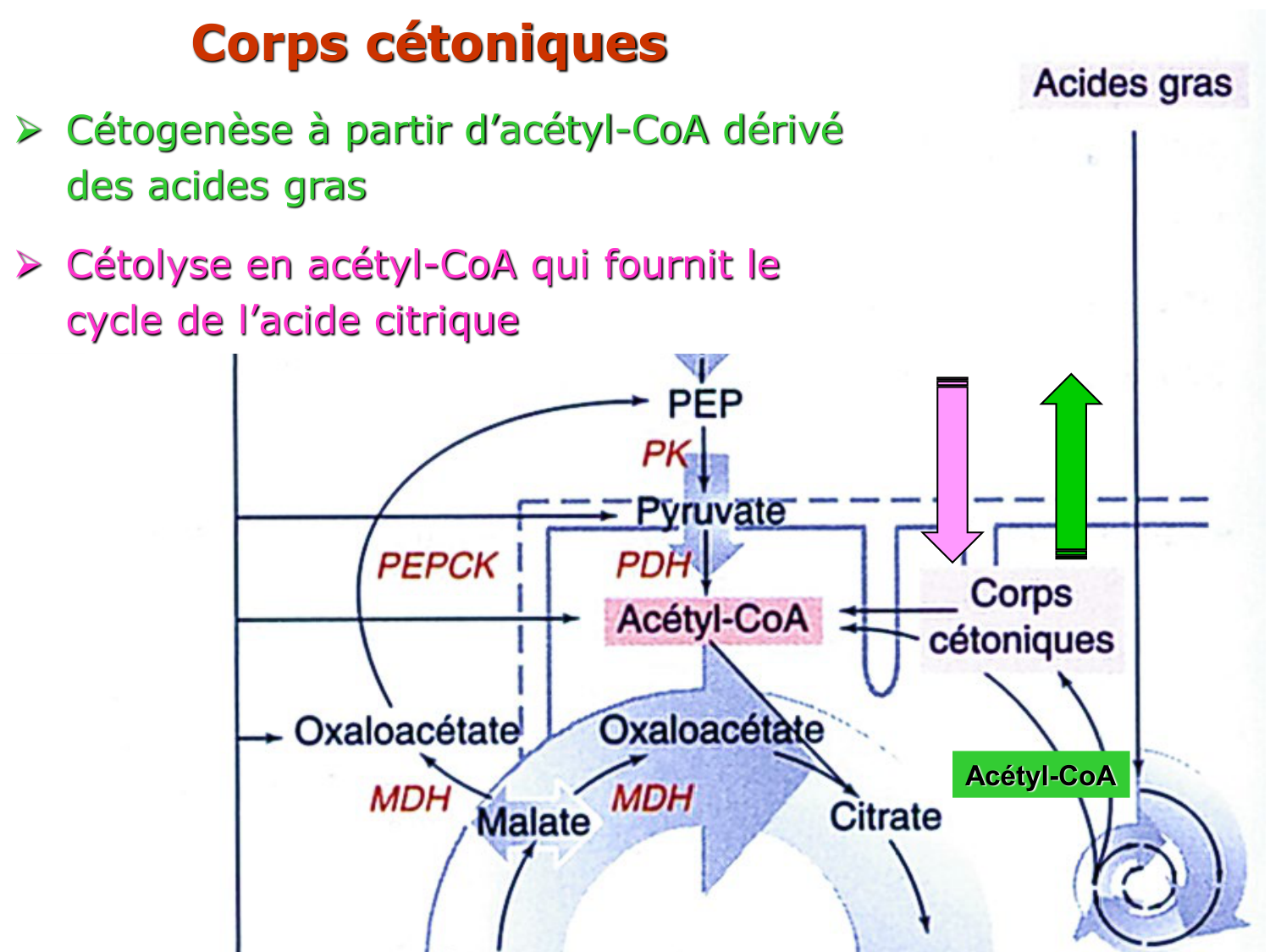 Adaptation métabolique page 13