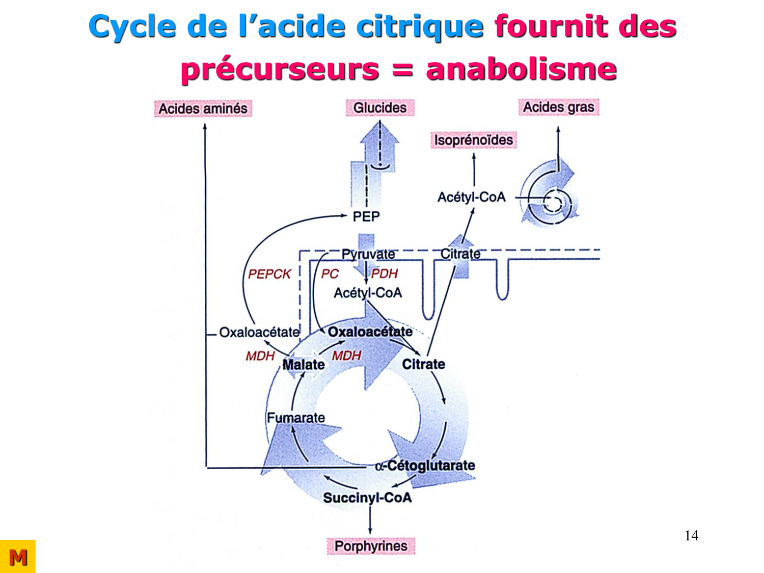 Adaptation métabolique page 14