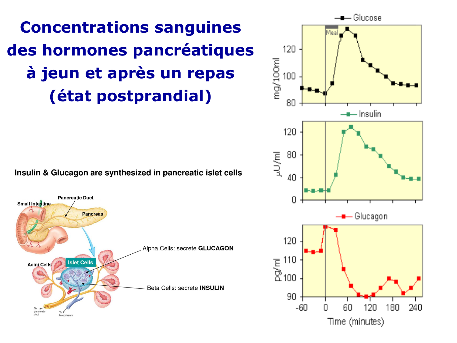 Adaptation métabolique page 15