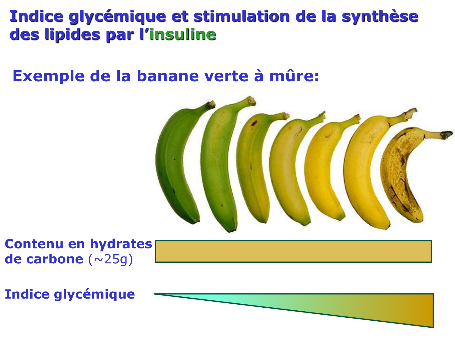 Adaptation métabolique page 17