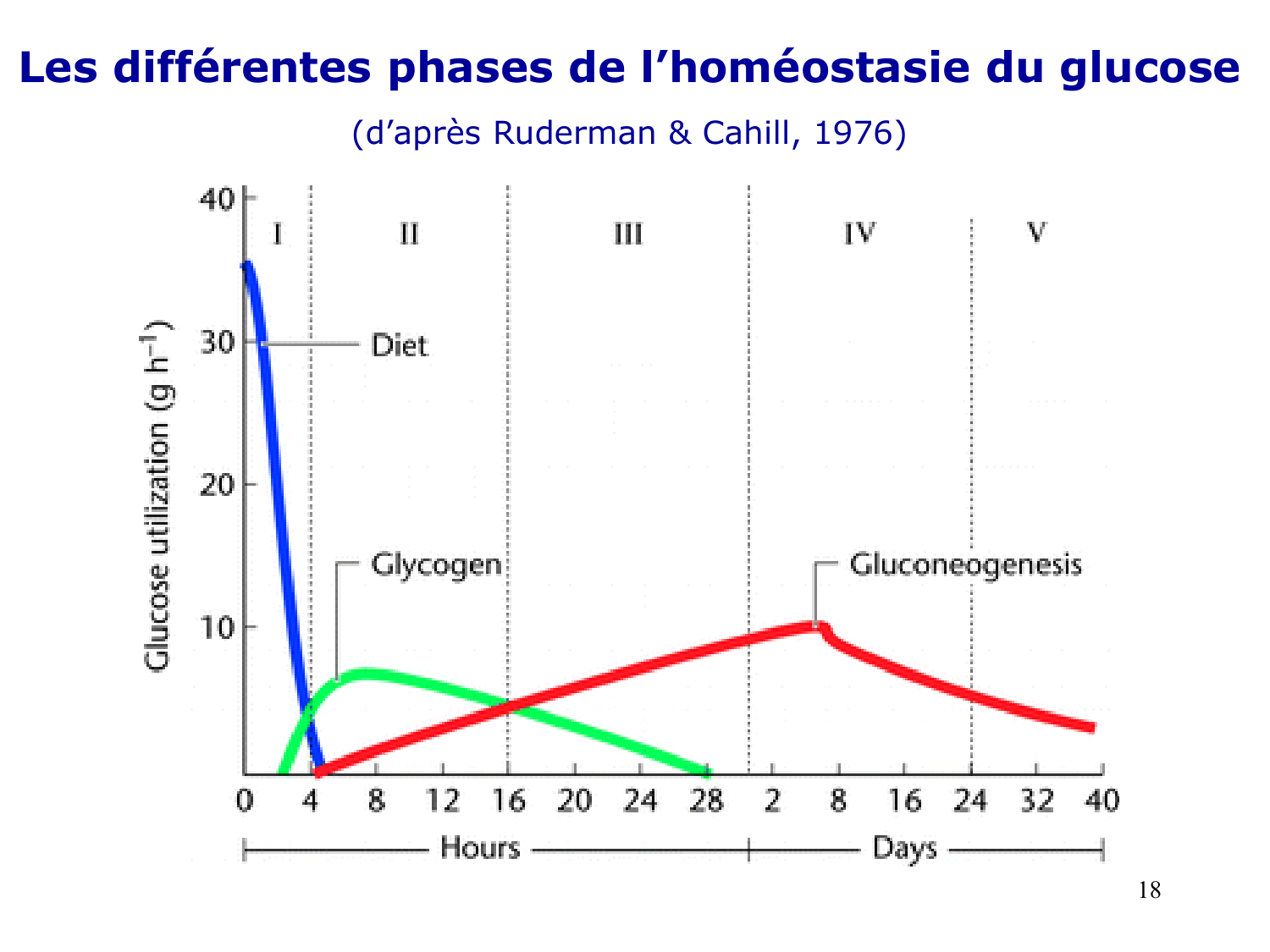 Adaptation métabolique page 18