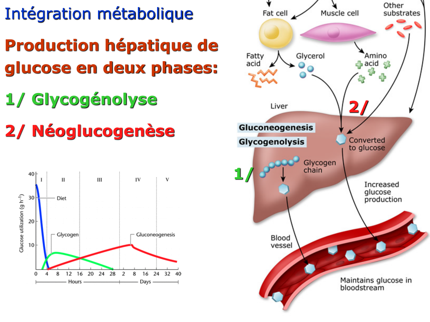 Adaptation métabolique page 19