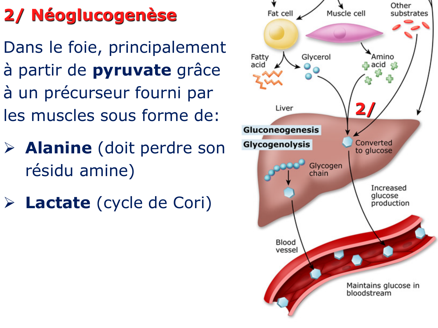 Adaptation métabolique page 20